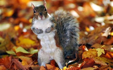 Squirrel Leaves Autumn Wallpaper Animals Wallpaper Better