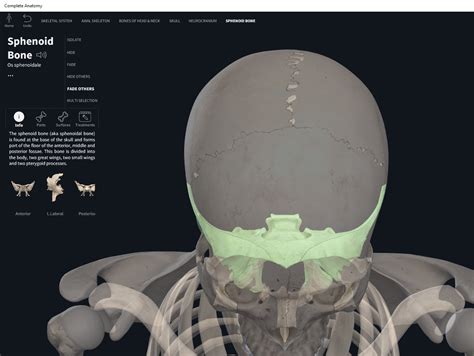 Bones Skull Sphenoid Anatomy And Physiology