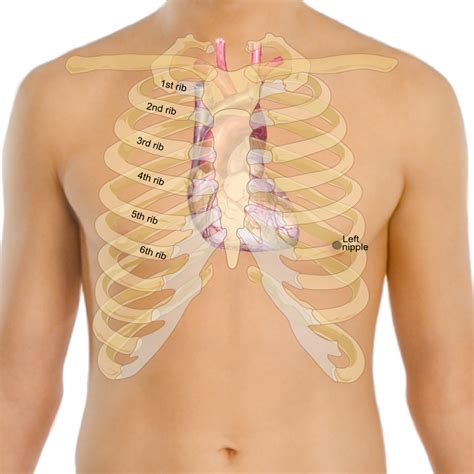 The pain under your right rib cage can be mild or severe depending on the causes. Mummy's wonderful life: Anatomy of the heart