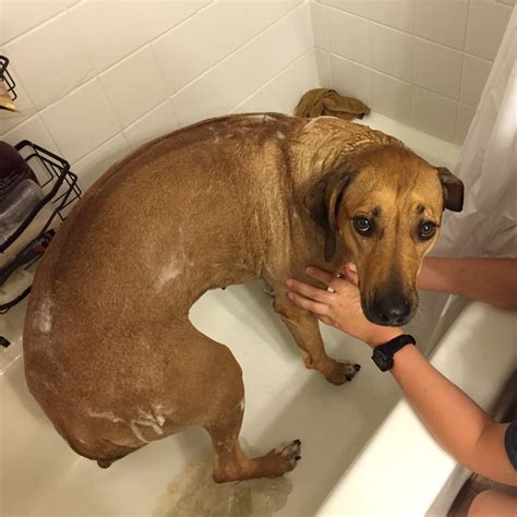 10 Dogs Who Felt Betrayed At Bath Time