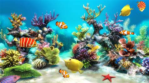 Aquarium Fish Tank Wallpapers Top Nh Ng H Nh Nh P