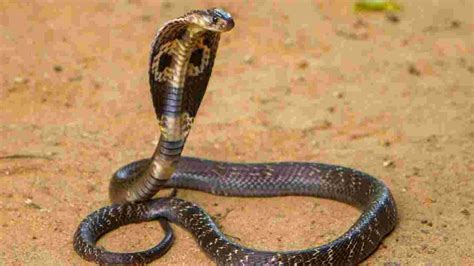 5 Choses à Savoir Sur Le Cobra Royal Le Serpent Venimeux Le Plus Long