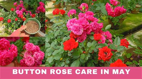 Complete Care For Buttonminiature Rose During Mayचाइना गुलाब को