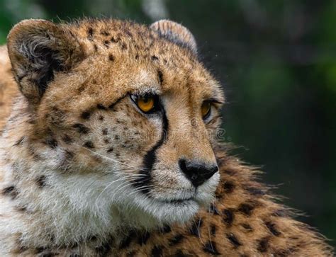 Portrait Of A Beautiful Cheetah Stock Image Image Of Mammal Wildlife