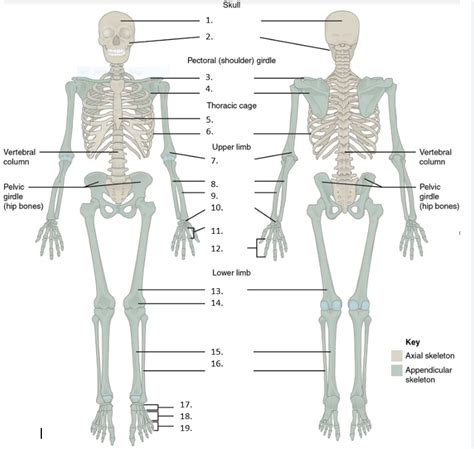 Skeleton Labeling Diagram Quizlet