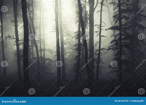 Mysterious Surreal Forest With Fog Stock Photo Image Of Haunted