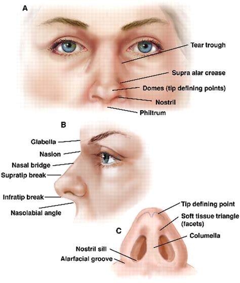Nasal Anatomy Nose Diagram Nose Anatomy
