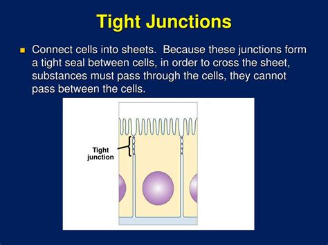 PPT Cell Membrane Structure And Function PowerPoint Presentation