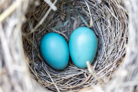 Blue Bird Eggs With Brown Spots