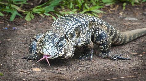 A Giant Lizard At Iguazu Travelworld International Magazine