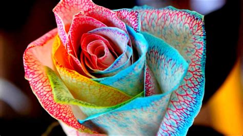 Szivárvány színű rózsa készítése házilag.Hand made rainbow rose.Time ...