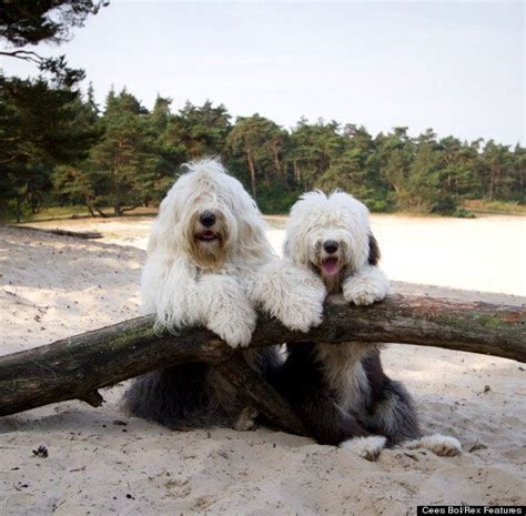 Picture Of The Day Old English Sheepdogs Hanging Out Together