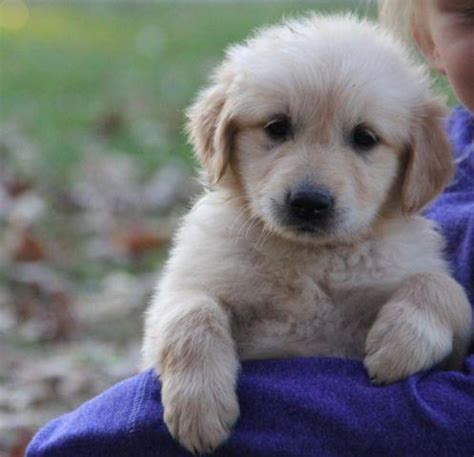 Puppy has shots and dewormed mom and dad are both akc ready for a good home is a english cream retriever we do ship out located neat fort wayne in call or text. AKC Golden Retriever Puppies-8 weeks old for Sale in Rolla ...