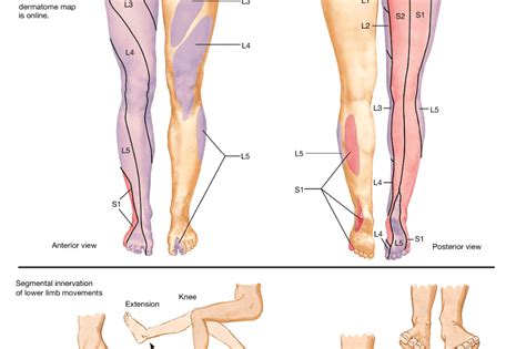 Dermatomes Lower Limb Bribie Osteopathy Bribie Osteopathy