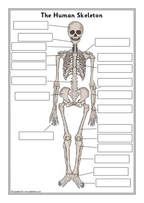 Human Skeleton Labeling Worksheets
