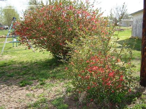 Flowering quince bush for sale. PlantFiles Pictures: Flowering Quince (Chaenomeles ...
