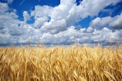 Premium Photo Golden Wheatfield Under The Blue Sky