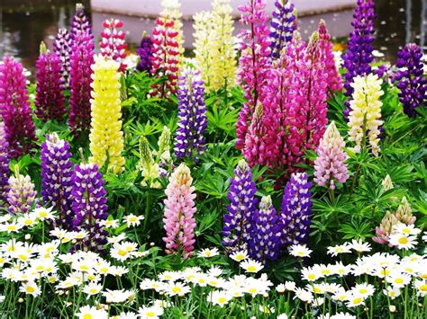 Colorful Lupins