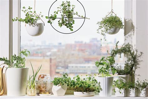 How To Grow A Vegetable Garden On Your Windowsill Chicago Magazine