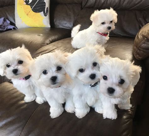 Stunning Litter Of Pure White Maltese Puppies