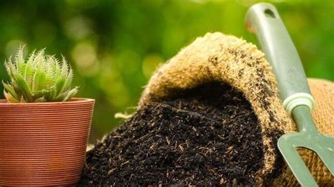 What's the difference between indoor and outdoor potting soil? Best Potting Soil For Houseplants Jul 2020: Top 6 Picks
