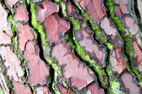 Bark Tree In Colours Stock Photo Image Of Moss Abstract 89305904
