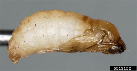 Chinese Chive Maggot Bradysia Odoriphaga Diptera Sciaridae 5513152