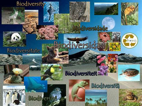 El Medio Ambiente Biodiversidad De Ecosistemas