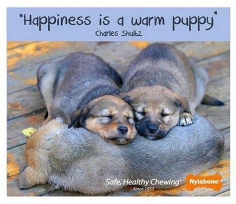 Happiness Dog Quotes Dog Lovers Puppies