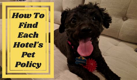 How To Find Each Hotel's Pet Policy - No Home Just Roam