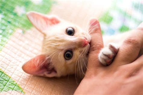 Why Kittens Bite 6 Common Reasons And How To Prevent It Pet Keen