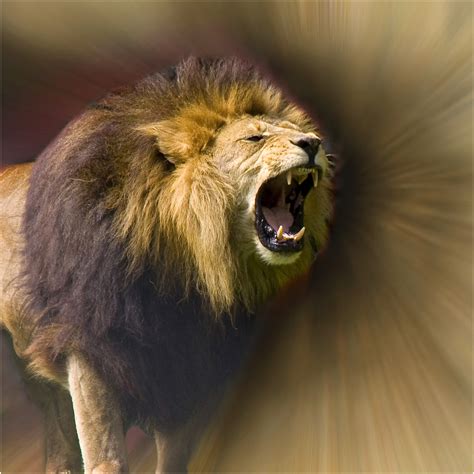 Lions Roar Fearless Lions Roar Fearless Is My 2nd Flickr