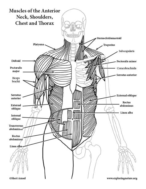 Color And Label The Muscular And Skeletal Systems Downloadable Only