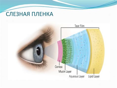 Синдром «сухого глаза»: причины возникновения и диагностика