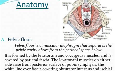 What Is A Third Degree Perineal Laceration Otosection