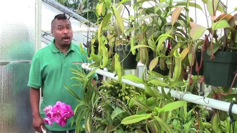 Our plants are sold only in the philippines but all over the nation! Carnivorous Plant Care for June 2015 - YouTube