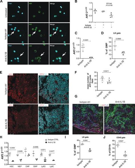 atf3 reprograms the bone marrow niche in response to early breast cancer transformation cancer