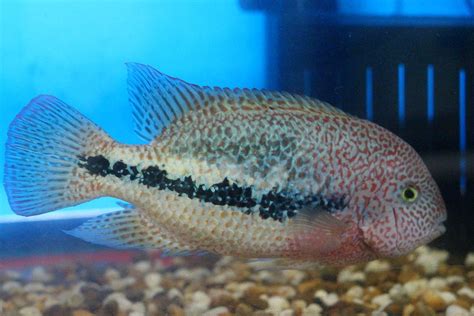 Hartwegi Vieja Hybrid Cichlid Cichlids Monster Fishing Fish Pet