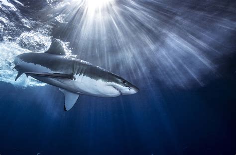 Shark Download Free Backgrounds Hd