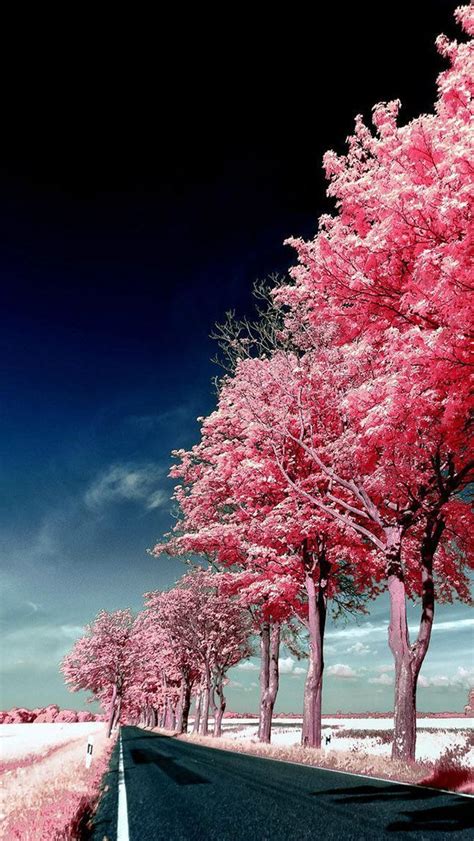 Roadside Pink Trees Iphone Wallpapers Free Download