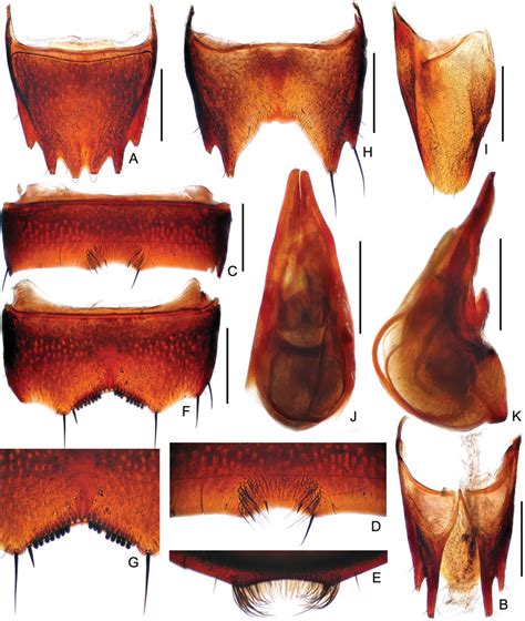 Male Diagnostic Features Of Olophrinus Setiventris Sp Nov A Tergite