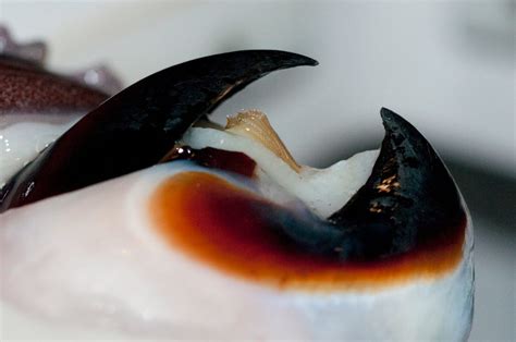 Real Humboldt Squid Sucker Teeth Shadowbox By Mageletsvault