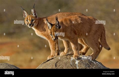 Pair Of African Caracal Sitting On Rocks Kruger Park South Africa