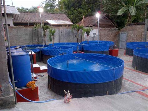 #1 INI DIA! Ukuran Kolam Budidaya Ikan Patin 1000 Ekor