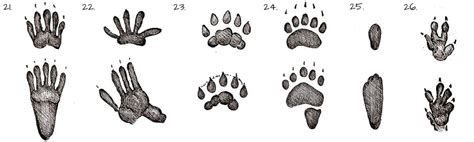 Animal Tracks Identification Guide Hafaspot