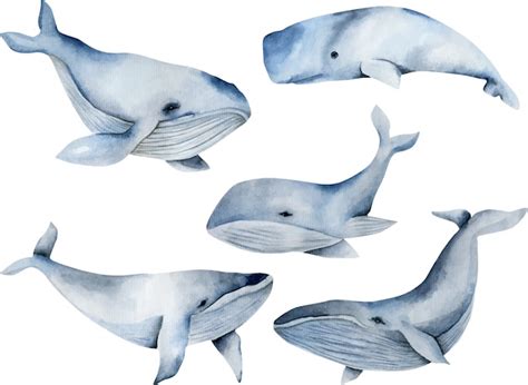 Baleias Em Aquarela Coleção Pintada à Mão Vetor Premium