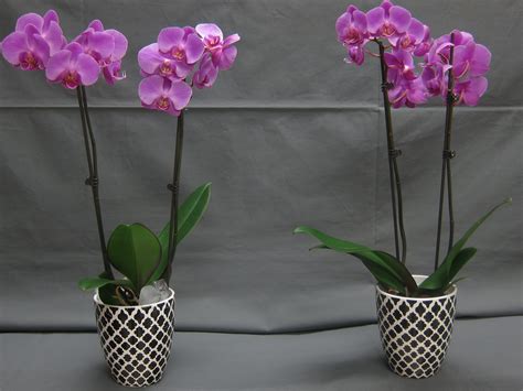 Watering Phalaenopsis Orchids With Ice Cubes Greenhouse Industry