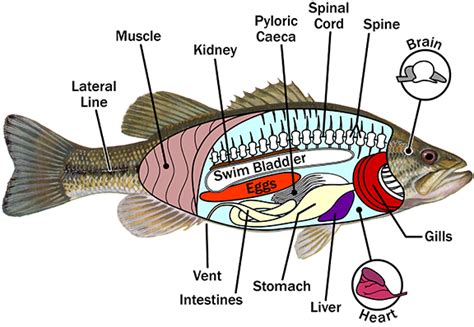 Fish Bone Anatomy