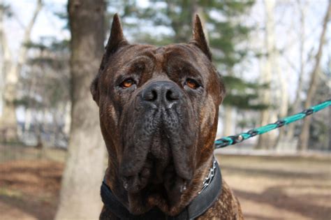 Cane Corso Breed Guide - Learn about the Cane Corso.