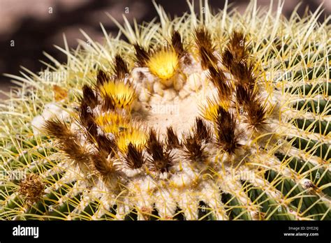 Barrel Cactus Desert Hi Res Stock Photography And Images Alamy